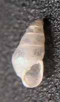 Odostomia turrita